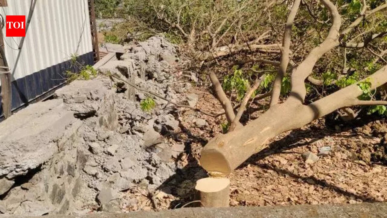 Miscreants chop four trees in Navi Mumbai, turn civic plot into illegal dump yard | Mumbai News