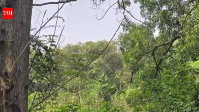 NCP (SP) warns of moving Bombay HC over tree-felling issue at Regional Mental Hospital in Maharashtra | Mumbai News