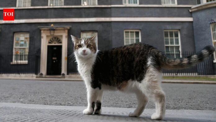 Purr-manent resident: Larry the cat marks 15 years at Downing Street as Britain’s political top cat
