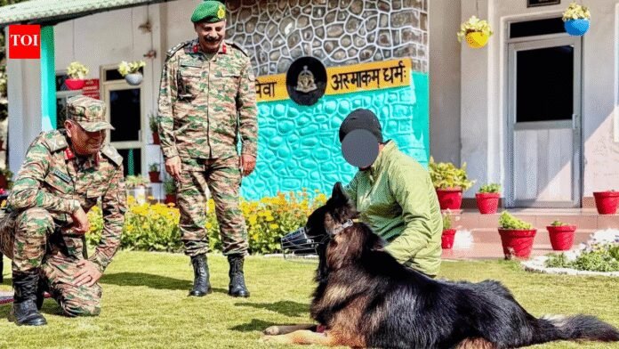'Wounded yet in high spirits': Army shares update on braveheart dog Tyson who 'took the first bullet' | India News