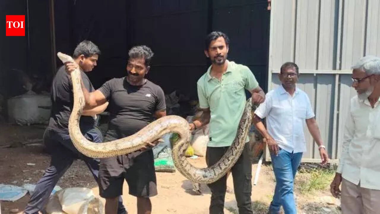 10.5 ft long Indian rock python rescued from scrap shop in Uran, Navi Mumbai | Mumbai News