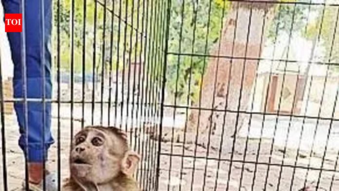 2 more bonnet macaques shot with arrow, 3 archery academies in Thane’s Yeoor under lens | Mumbai News