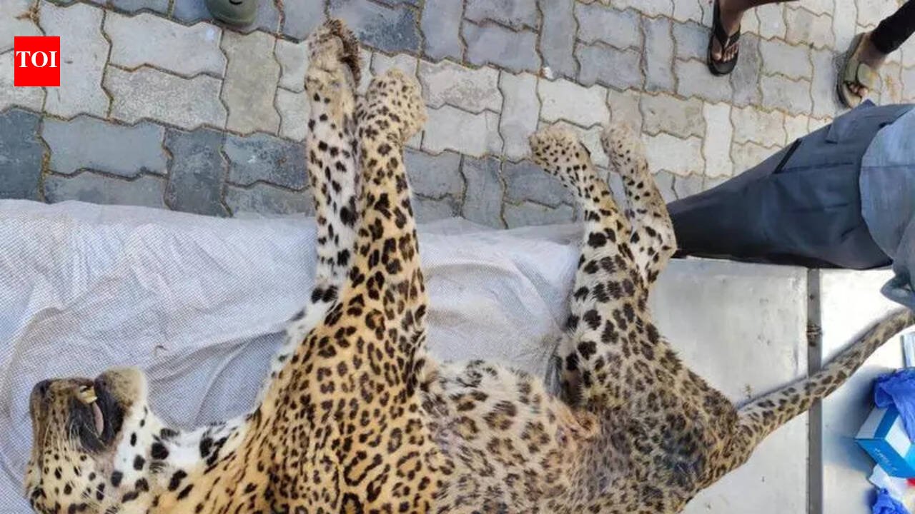 6-year-old rescued leopard dies of kidney disease in Mumbai | Mumbai News