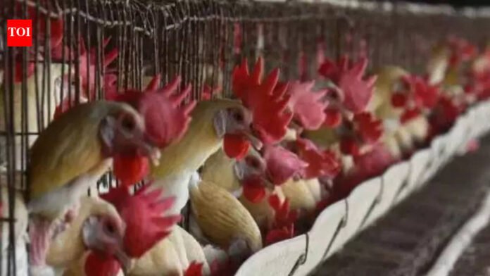 Bird Flu In Nagpur: Bird flu outbreak in Nagpur: 1,000 chickens dead, containment measures on | Nagpur News