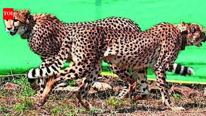 Cheetahs’ shift backs corridor plan: NTCA | India News