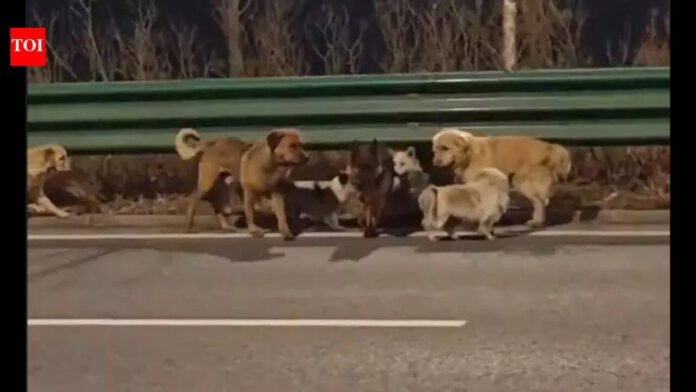 China 7 Dogs Story: China: Your favourite internet story of 7 dogs returning home isn’t true – it's not fake either | World News
