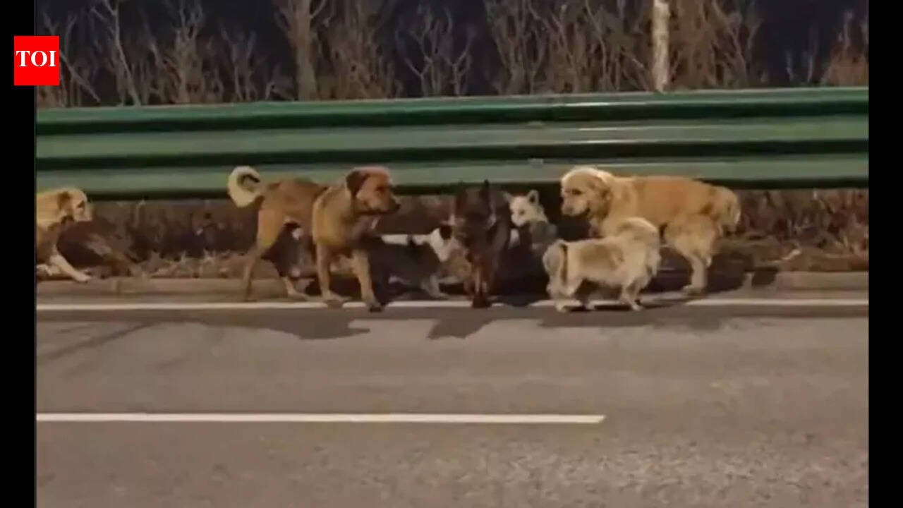 China Dog Escape: Seven stolen dogs escape moving truck in China, travel 17 km together to return to their owners