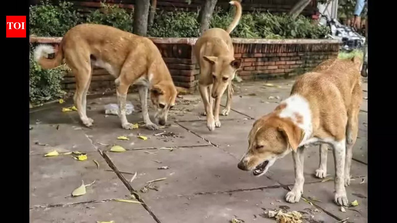 Corporator seeks animal birth control centre in each ward | Mumbai News