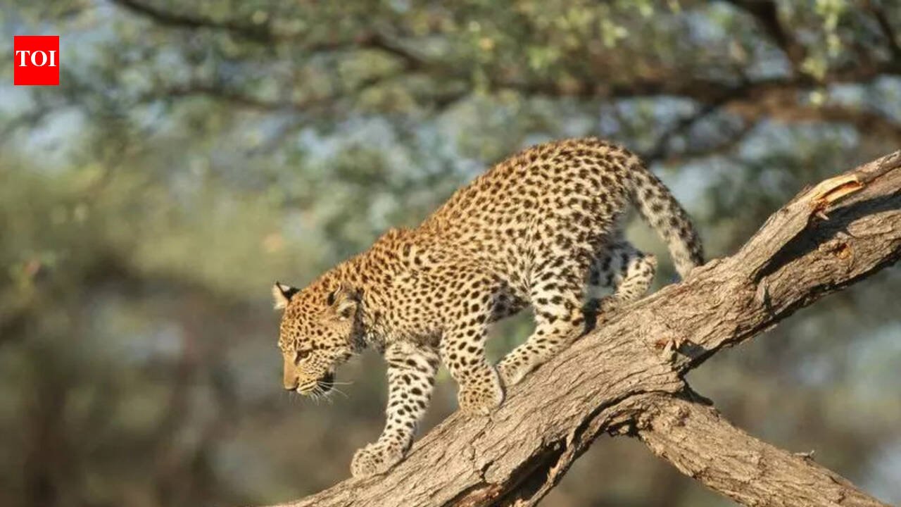 Council OKs bill on leopard relocation sans Centre’s nod | Mumbai News