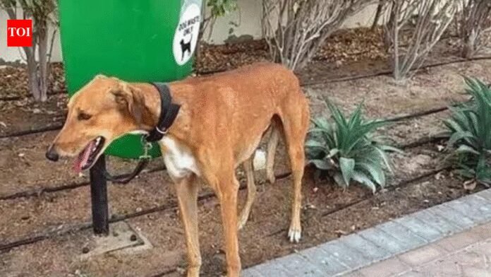 Delhi civic fines set for overhaul; fines for dogs without leash set at Rs 1,000 | India News