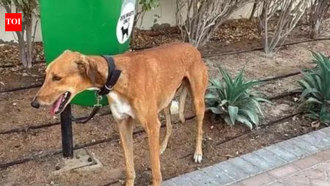 Delhi civic fines set for overhaul; fines for dogs without leash set at Rs 1,000 | India News