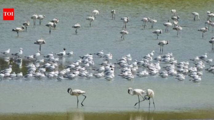 Flamingo habitats face decline as wetlands turn toxic in Navi Mumbai | India News