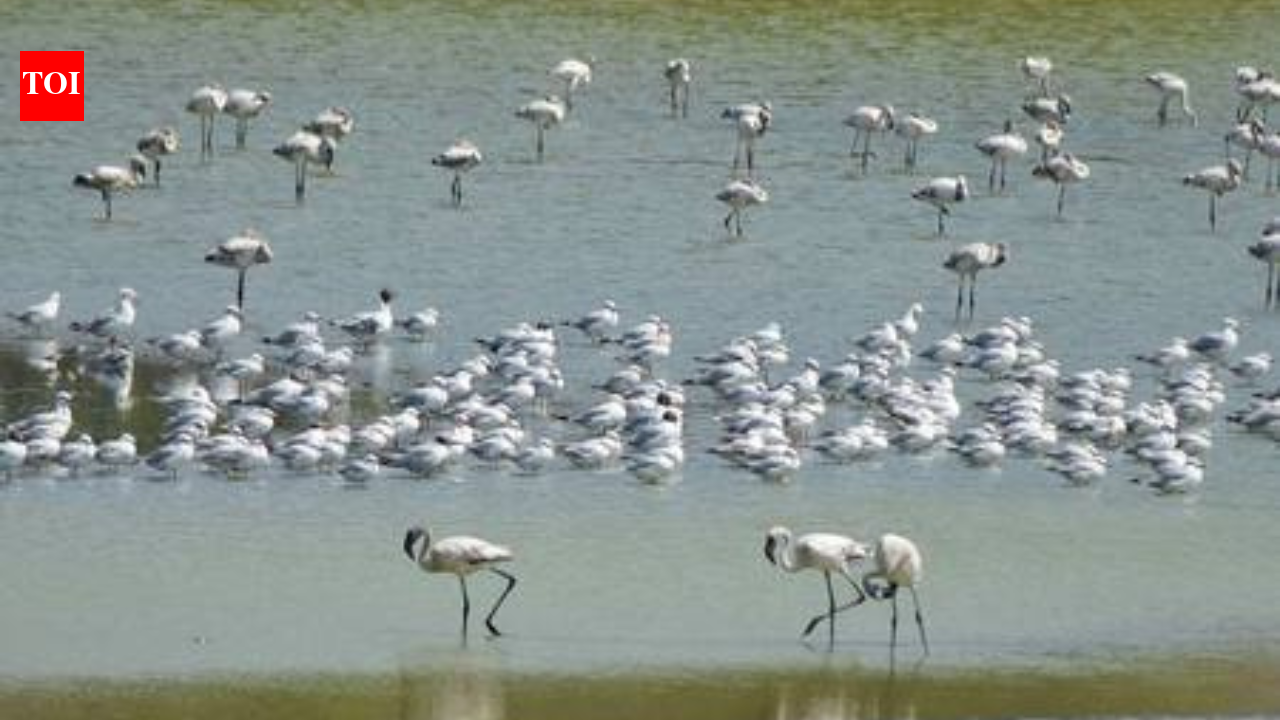 Flamingo habitats face decline as wetlands turn toxic in Navi Mumbai | India News