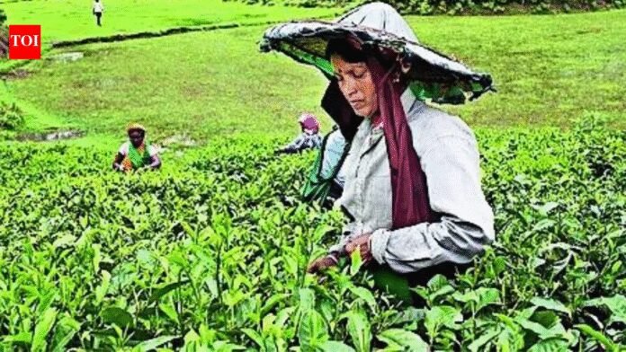 India’s tea exports to UAE, Iran and Iraq face risk amid Strait of Hormuz disruptions