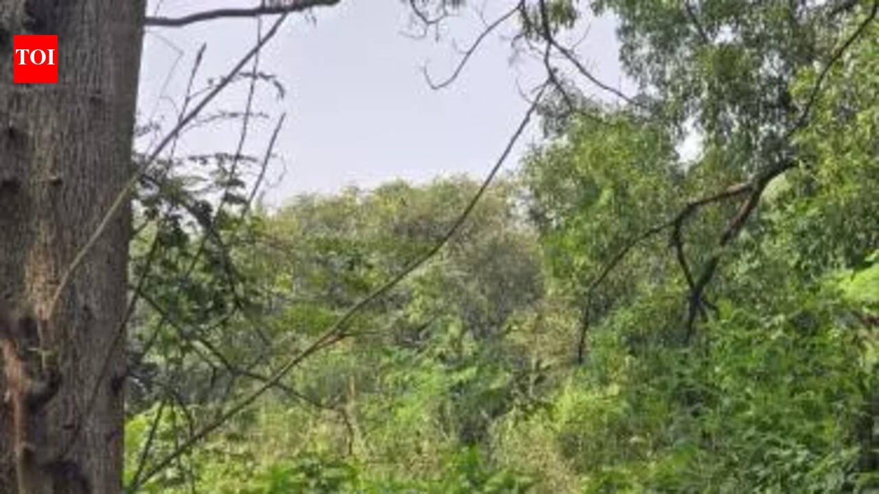 Maharashtra: Thane Municipal Corporation revives Heat Action Plan amid criticism over tree cutting | Mumbai News
