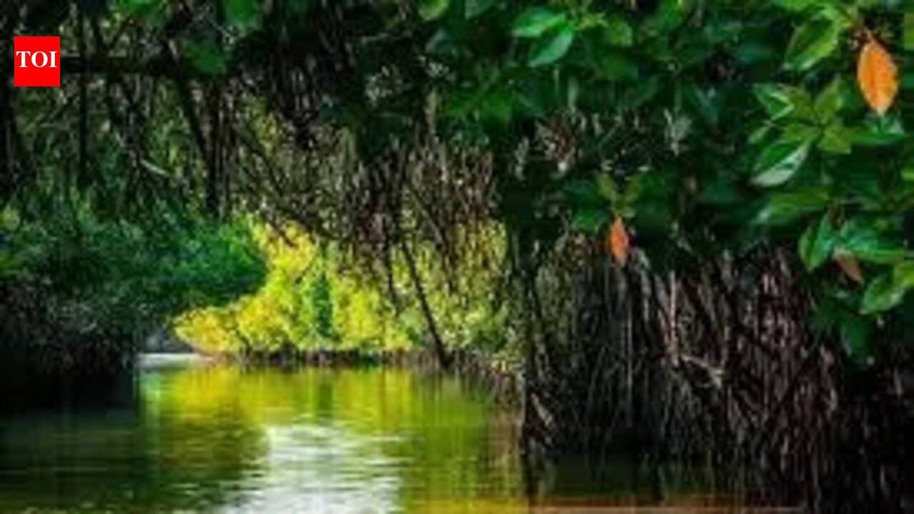 Maharashtra forest minister says action being taken against mangrove destruction in Borivli | Mumbai News