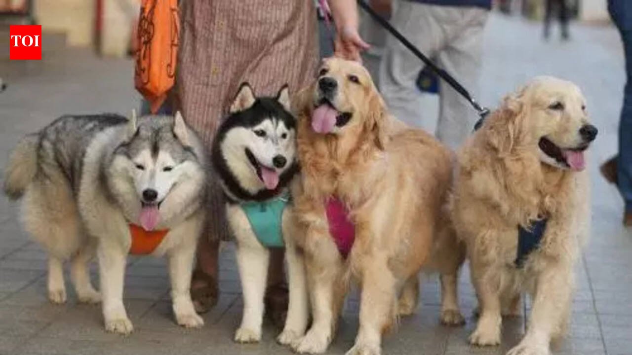 Mumbai: Pet incinerator at BMC animal hospital ready for operation | Mumbai News