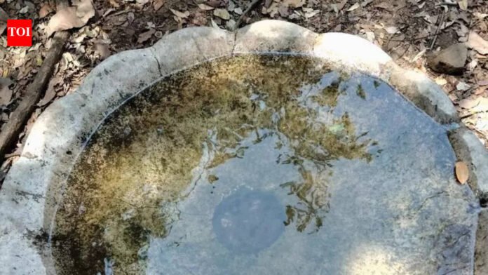 Navi Mumbai: Five artificial lakes made at Karnala Bird Sanctuary to meet scarcity needs | Mumbai News