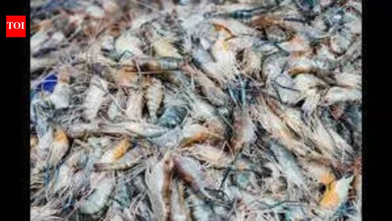 Shrimp exports to US from state battling tide of tariffs | Mumbai News