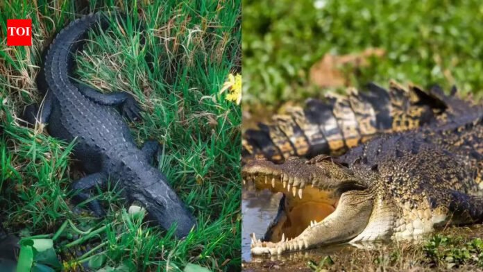 The only place on Earth where crocodiles and alligators live together |