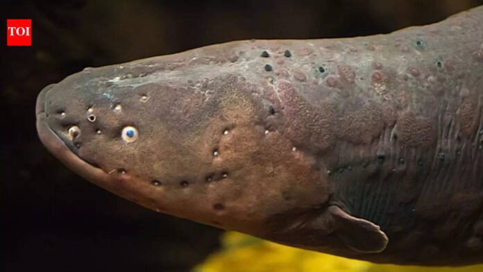 This fish can generate powerful electric shocks, hunt prey, and navigate murky waters |