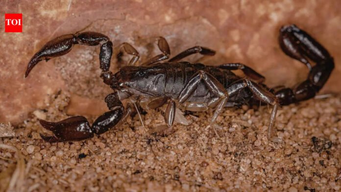 World’s largest scorpion from India looks terrifying at 9 inches long but is shockingly harmless |