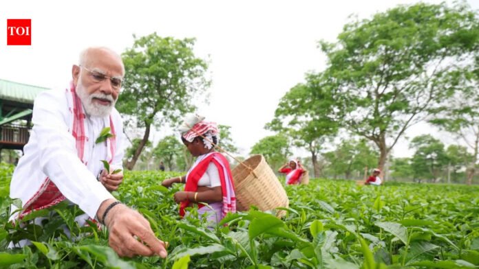 PM Modi visits Assam tea garden, plucks leaves, takes selfies with workers, calls it 'memorable experience' | India News