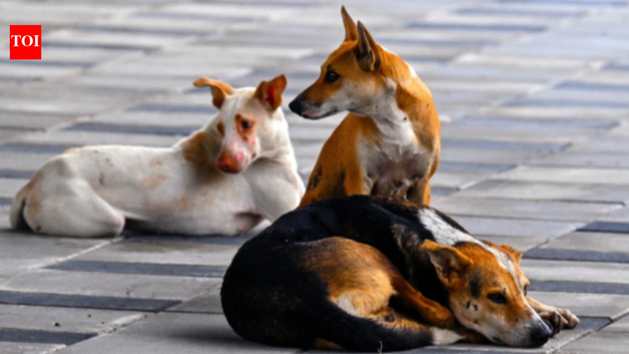 Thane Stray Dog Death: Stray dog beaten to death at housing society in Thane, case filed against unknown persons | Thane News
