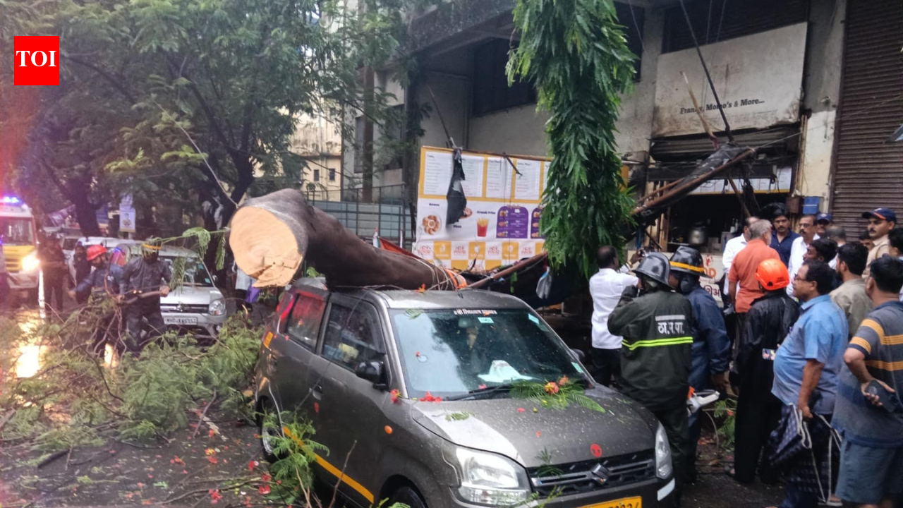 Woman injured after tree falls in Thane as rains recede | Thane News